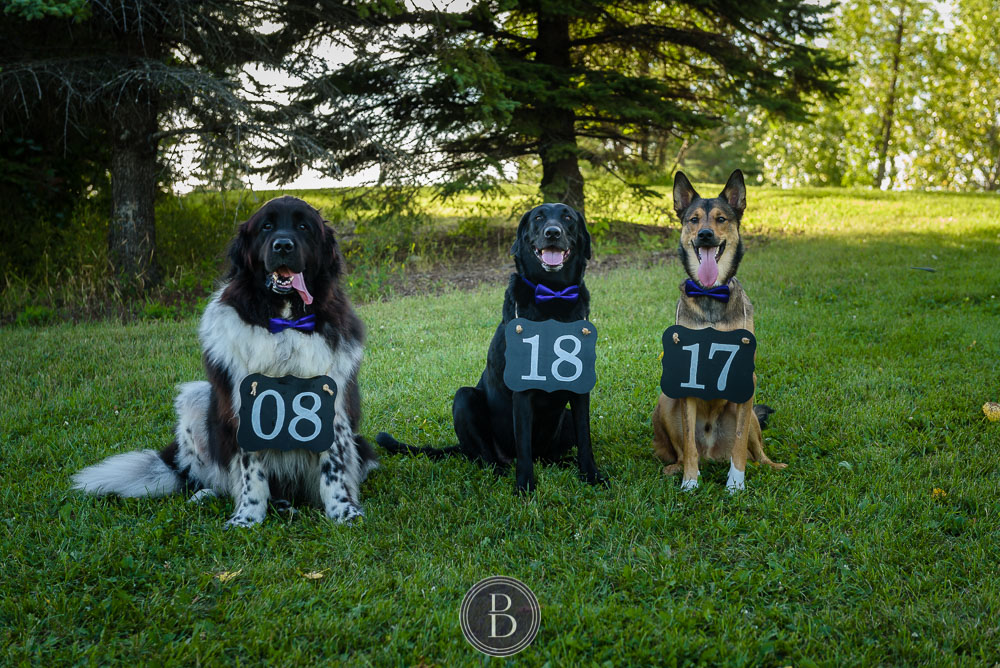 Dogs holding wedding date numbers